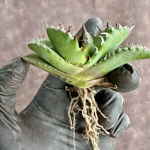 【Lj_plants】W280 アガベ チタノタ キューピッド/翼竜 agave titanota Cupid 強棘 厳選極上美株の画像10