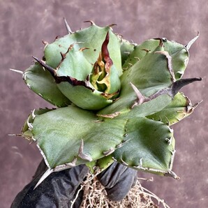 【Lj_plants】W284 貴重な希少種 アガベ チタノタ[AGAVE TITANOTA owl] 猫耳鷹 梟 極上強棘 厳選株 の画像1