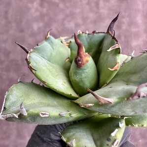 【Lj_plants】W284 貴重な希少種 アガベ チタノタ[AGAVE TITANOTA owl] 猫耳鷹 梟 極上強棘 厳選株 の画像5