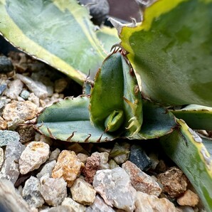【Lj_plants】W337 アガベ チタノタ BB ブラックアンドブルー 極上斑です 黄覆輪 極上子株の画像5