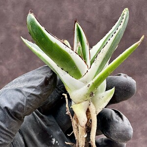 【Lj_plants】W341 多肉植物 アガベ 氷山 覆輪錦 極上子株 2頭 発根済み 