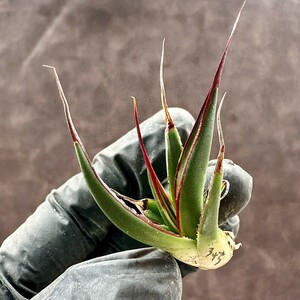 【Lj_plants】W343 多肉植物 アガベ agave pelona 極上強棘 極子株 