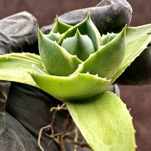 【Lj_plants】W350 ガベ ブルーグロー 極姫錦 極選個体 コレは上げたら見事だと思特別苗 の画像5