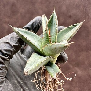 【Lj_plants】W354 アガベ チタノタ 帝君 agave emperor 極上強棘 裏棘 表棘 極上子株 の画像10
