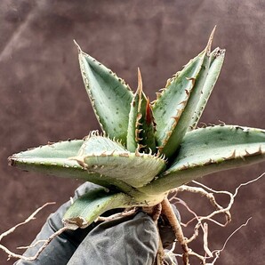【Lj_plants】W354 アガベ チタノタ 帝君 agave emperor 極上強棘 裏棘 表棘 極上子株 の画像2