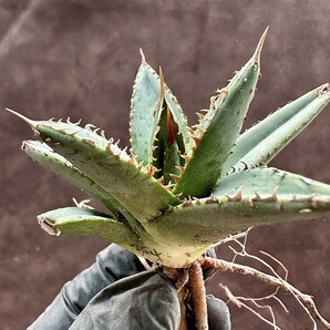 【Lj_plants】W354 アガベ チタノタ 帝君 agave emperor 極上強棘 裏棘 表棘 極上子株 の画像1