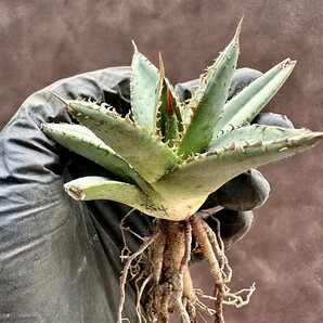【Lj_plants】W354 アガベ チタノタ 帝君 agave emperor 極上強棘 裏棘 表棘 極上子株 の画像4