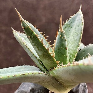 【Lj_plants】W354 アガベ チタノタ 帝君 agave emperor 極上強棘 裏棘 表棘 極上子株 の画像3