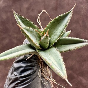 【Lj_plants】W354 アガベ チタノタ 帝君 agave emperor 極上強棘 裏棘 表棘 極上子株 の画像5