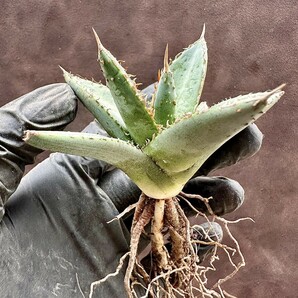 【Lj_plants】W354 アガベ チタノタ 帝君 agave emperor 極上強棘 裏棘 表棘 極上子株 の画像8