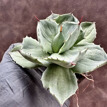 【Lj_plants】W378 多肉植物 アガベ 雷神石化し 厚葉せきか 特殊凸凹斑入り Sクラスは希少株 極上美株_画像1