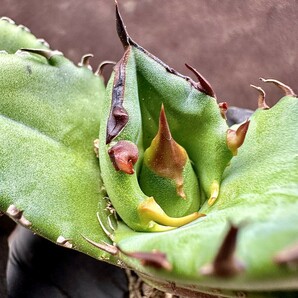 【Lj_plants】W381アガベ チタノタ キューピッド/翼竜 agave titanota Cupid 強棘 厳選極上美株の画像3