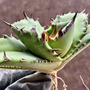 【Lj_plants】W381アガベ チタノタ キューピッド/翼竜 agave titanota Cupid 強棘 厳選極上美株の画像4