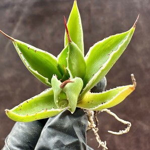 【Lj_plants】W385 多肉植物アガベ ポタトラム モンスト キュービック 白覆輪錦 極上錦 四季が安定している錦 退錦払い戻し 極美極上株 の画像7