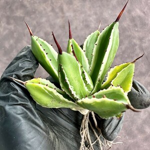 【Lj_plants】W444 多肉植物アガベ　ポタトラム　モンスト　キュービック 白覆輪錦 極上錦 四季が安定している錦 退錦払い戻し 極美株 