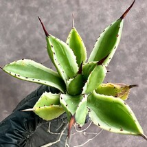 【Lj_plants】W444 多肉植物アガベ　ポタトラム　モンスト　キュービック 白覆輪錦 極上錦 四季が安定している錦 退錦払い戻し 極美株 _画像6