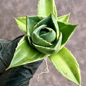 【Lj_plants】W448 アガベ ブルーグロー 極姫錦 極選個体 コレは上げたら見事だと思特別苗 の画像4