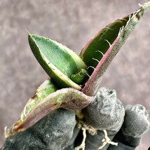 【Lj_plants】 W456 特選 アガベ 多肉植物 ジャガーノート 純血 'Juggernaut' pure blood 白覆輪錦 極上子株 希少株 発根済み_画像5