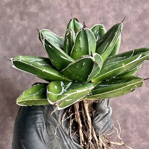 【Lj_plants】W459多肉植物 アガベ D型 笹の雪 丸い叶 コンパクト包葉形 極上美株
