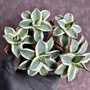 [Lj_plants]W487 succulent plant agave a pra na-ta cream spike me Rico .. wheel .5 stock including in a package 