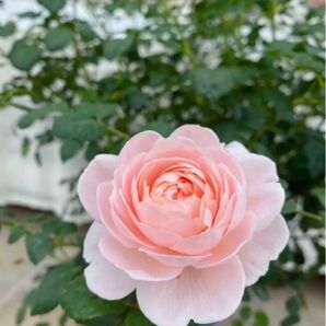バラ苗 挿木苗 イングリッシュローズ クイーン カップ咲きDA ピンク6