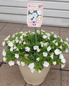 カリブラコアダブルティフォシーホワイト　花鉢