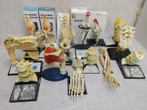 j0 人体模型 骨格模型 腰椎模型/関節模型/手指関節模型/足指関節模型/肩関節筋肉模型 大量16点 接骨院・整体・教材・医学・カイロ