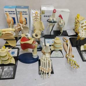 j0 人体模型 骨格模型 腰椎模型/関節模型/手指関節模型/足指関節模型/肩関節筋肉模型 大量16点 接骨院・整体・教材・医学・カイロの画像1
