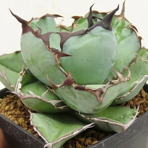 ■[Y146]titanota 'Black&Blue' Blue Ball ブルーボール ヤマト運輸 【多肉植物 Agave アガベ】の画像4