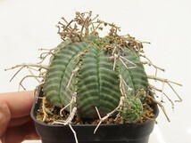 ■[Y137]valida　バリダ(ミラクル実生)　実生苗　ヤマト運輸 【多肉植物　Euphorbia ユーフォルビア】_画像4