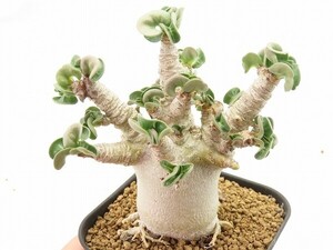 ■[Y141]arabicum　アラビカム(獅子葉)　実生苗　ヤマト運輸 【多肉植物　Adenium　アデニウム】