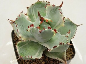 ■[Y131]isthmensis variegata　王妃兜蟹錦　ヤマト運輸 【多肉植物　Agave　アガベ】