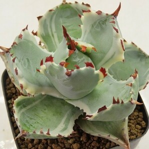 ■[Y131]isthmensis variegata 王妃兜蟹錦 ヤマト運輸 【多肉植物 Agave アガベ】の画像1