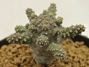 ■[Y124]gamkensis　ガムケンシス　ヤマト運輸 【多肉植物　Euphorbia ユーフォルビア】