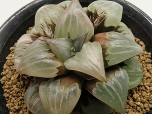 ■[Y117]白百合実生　実生　未繁殖　ヤマト運輸 【多肉植物　Haworthia　ハオルチア　ハオルシア】