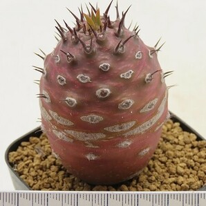 ■[Y122]pachypodioides パキポディオイデス 実生苗 ヤマト運輸 【多肉植物 Euphorbia ユーフォルビア】の画像6