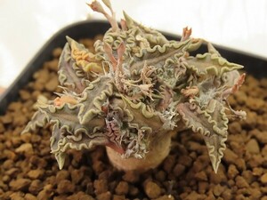 ■[Y121]tulearensis　トゥレアレンシス　実生苗　ヤマト運輸 【多肉植物　Euphorbia ユーフォルビア】