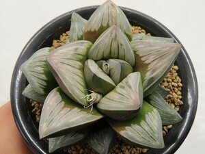 ■[Y116]Rainbow Storm×Gigant Storm　実生　未繁殖　ヤマト運輸 【多肉植物　Haworthia　ハオルチア　ハオルシア】