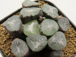 ■[Y114]手裏剣×グラビティ　実生　未繁殖　ヤマト運輸 【多肉植物　Haworthia　ハオルチア　ハオルシア】