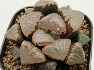 ■[Y112]特WDW白百合実生×ガラスのマリー実生　実生　未繁殖　ヤマト運輸 【多肉植物　Haworthia　ハオルチア　ハオルシア】