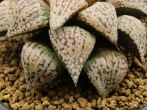 ■[Y093]白雪姫実生　　ヤマト運輸 【多肉植物　Haworthia　ハオルチア　ハオルシア】_画像2