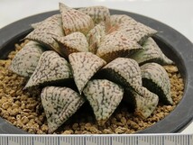 ■[Y093]白雪姫実生　　ヤマト運輸 【多肉植物　Haworthia　ハオルチア　ハオルシア】_画像9