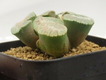 ■[Y088]MS２×No1　ヤマト運輸 【多肉植物　Haworthia　ハオルチア　ハオルシア】_画像7