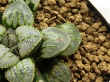 ■[Y078]特WDW白百合(SC200504)×Black Wolf　実生　未繁殖　ヤマト運輸 【多肉植物　Haworthia　ハオルチア　ハオルシア】_画像2