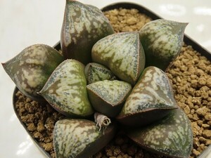 ■[Y065]ティファニーS縞×悟空S　実生　未繁殖　ヤマト運輸 【多肉植物　Haworthia　ハオルチア　ハオルシア】