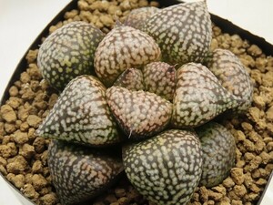 ■[Y053]海ほたるF2×海ほたるF1　実生　未繁殖　ヤマト運輸 【多肉植物　Haworthia　ハオルチア　ハオルシア】