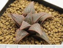 ■[Y013]VA 6423 4km S of Napier　ヤマト運輸 【多肉植物　Haworthia　ハオルチア　ハオルシア】_画像2