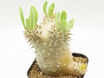 ■[Y155]eburneum　エブレネウム　実生苗　ヤマト運輸 【多肉植物　Pachypodium　パキポディウム】_画像1