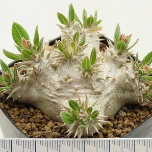 ■[Y151]densi-caule 恵比寿大黒 実生苗 ヤマト運輸 【多肉植物 Pachypodium パキポディウム】の画像4