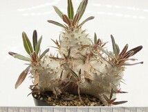 ■[Y147]cactipes　カクチペス　実生苗　ヤマト運輸 【多肉植物　Pachypodium　パキポディウム】_画像5